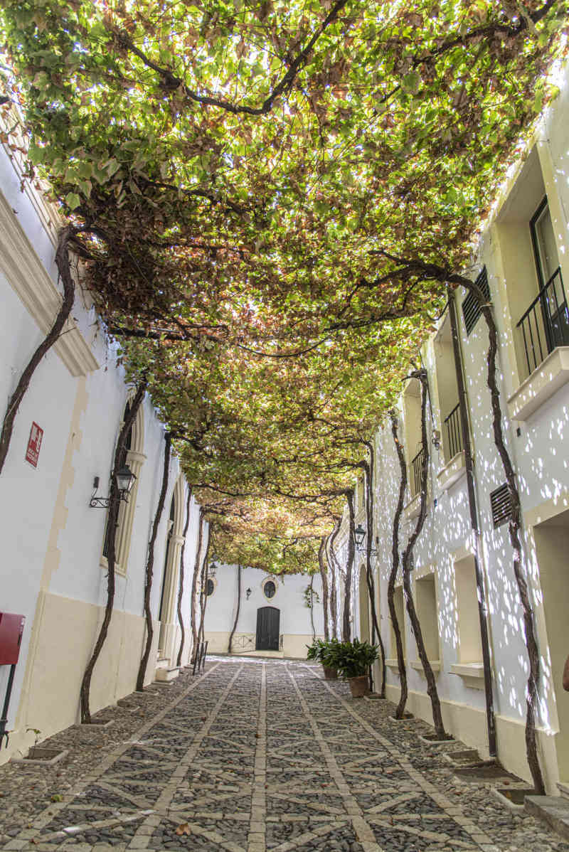 Cádiz - Jerez de la Frontera 58 - bodegas Gonzalez Byass - calle Ciegos.jpg